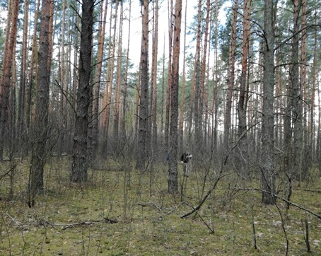 Typical Scots pine forest in Chernobyl.